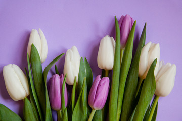 Flowers tulips on a purple background.