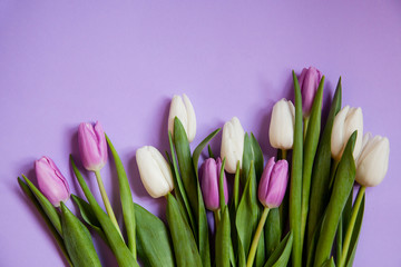 Flowers tulips on a purple background.
