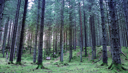 Obraz premium Light in the dark woodland in scandinavia during Fall.