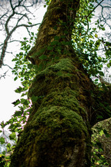 Fototapeta premium Tronco de árbol con musgo.