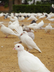 weiße Tauben Spanien