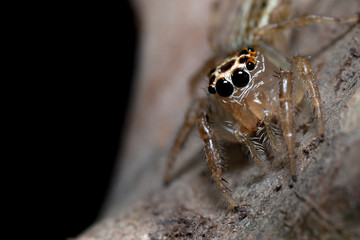 Hermosa araña saltarina con ojos negros