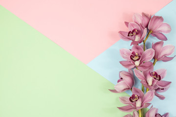 Fototapeta na wymiar luxurious Pink branch of Cymbidium Orchid on a pink and blue background. postcard