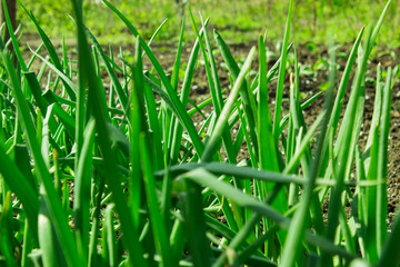 Green onion sprouted in early spring