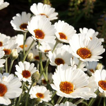 Flowering of daisies. marguerites (Leucanthemum) are a genus of flowering plants in the daisy family
