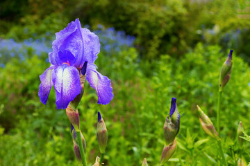Purple iris in the garden among the greens_
