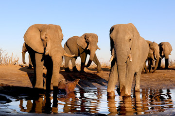 Elephants at a waterhole