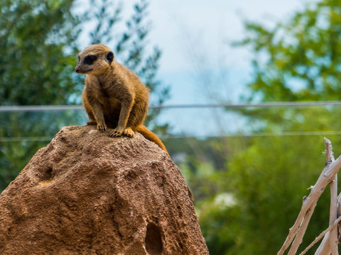 Suricate