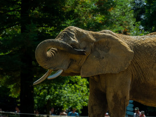 Elephant