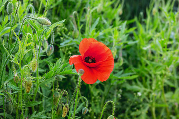 Red poppy in a field among green grass_