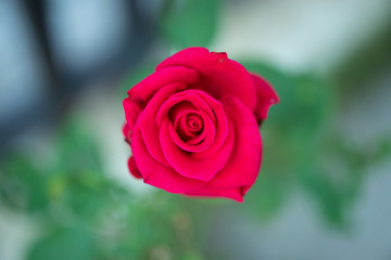 Beautiful red roses flower in the garden
