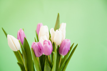 Flowers tulips on a green background.