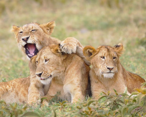 Fototapeta na wymiar Now that was funny! Three young lions.
