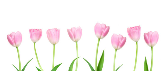  Pink Tulips flowers in a row  isolated on white background. Happy Easter and Mother’s Day concept.