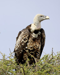 vulture