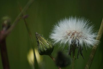 Flor silvestre de campo