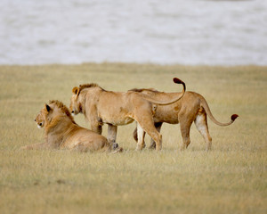 Lions in Africa