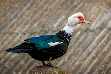 Musk duck on a gray patchy background. Ducks breeding_