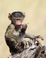 Baby monkey and a cigar!