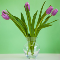 Flowers tulips in a glass vase on a green background.
