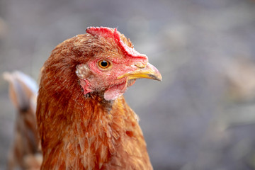 Orange chicken close up. Farming chickens on a farm_