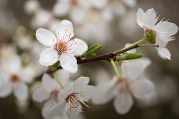 Fototapeta premium Beautiful apple blossom