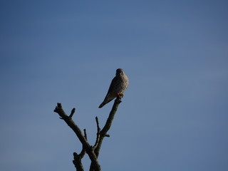 male kestrel (Falco tinnunculus)