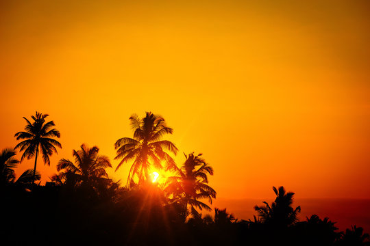 Coconut palm trees against bright orange sunset sky. Tropic paradise concept.