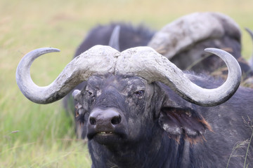 Naklejka premium Water buffalo in Africa