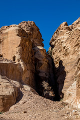 Lonely tree growing between cliffs near the scenery Street of Facades with tombs and temples created hundreds of years. Petra complex tourist attraction, Hashemite Kingdom of Jordan. Vertical frame