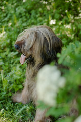 A shepherd dog, briar of 3 years old is playing in the park on the green grass in summer.