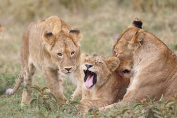Young lion cub and it's mama!