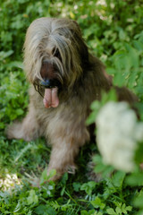 A shepherd dog, briar of 3 years old is playing in the park on the green grass in summer.