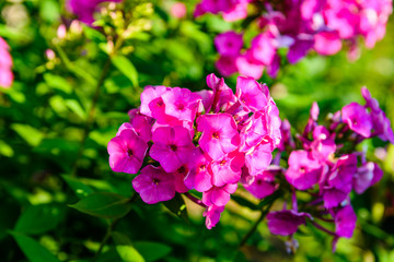 Purple phlox flowers on flowerbed at summer