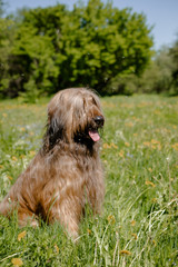A shepherd dog, briar of 3 years old is playing in the park on the green grass in summer.