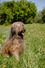 A shepherd dog, briar of 3 years old is playing in the park on the green grass in summer.