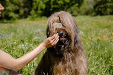 A shepherd dog, briar of 3 years old is playing in the park on the green grass in summer.