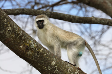 Vervet blue ball monkey in a tree!