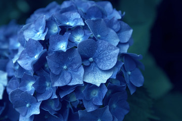 Hortensia con gotas de rocío 