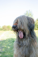 A shepherd dog, briar of 3 years old is playing in the park on the green grass in summer.