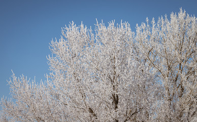 branches covered with snow