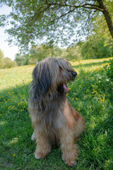 A shepherd dog, briar of 3 years old is playing in the park on the green grass in summer.