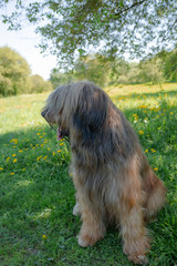 A shepherd dog, briar of 3 years old is playing in the park on the green grass in summer.