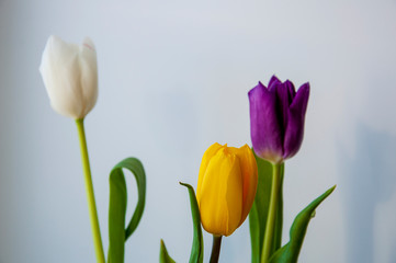 Lovely bright three flowers of tulips of white, purple and yellow color are standing on the table. Green leaves. Still life. White  background