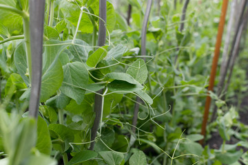 Eco young pea plants in spring garden