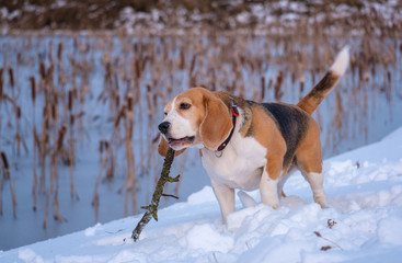 cute Beagle dog on a walk in the winter evening playing with a stick on the shore of the pond
