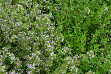Thyme plants with flowers in spring garden closeup