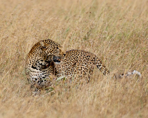 Leopard in the Serengeti