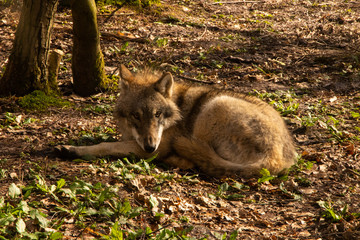 British Grey Wolf medium wildlife england outdoors predator in captivity
