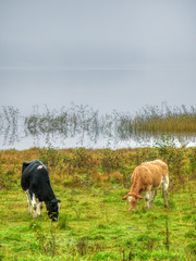 cows grazing by lake
